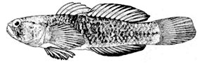 Millerigobius _claves